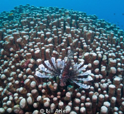Lionfish on coral.  Canon G-10 by Bill Arle 